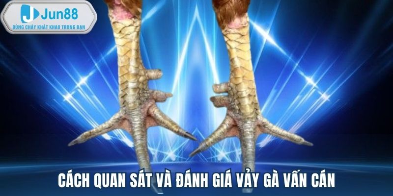 Cách quan sát và đánh giá vảy gà vấn cán