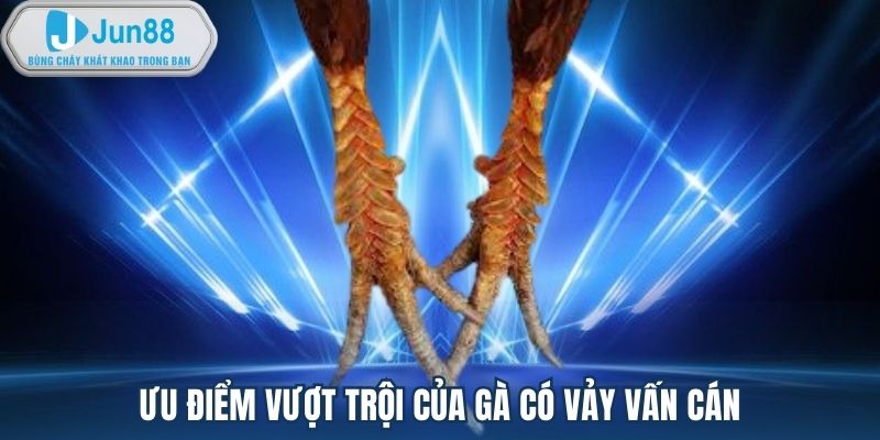 Ưu điểm vượt trội của gà có vảy vấn cán 